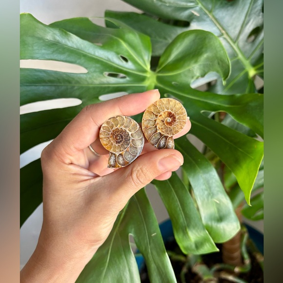 Other - Ammonite From Madagascar (pair)